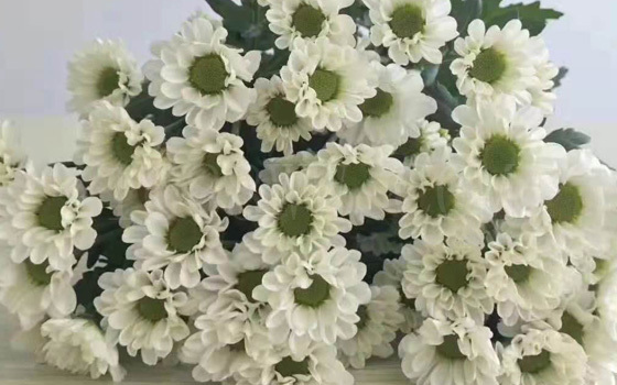 漳州白扇菊花